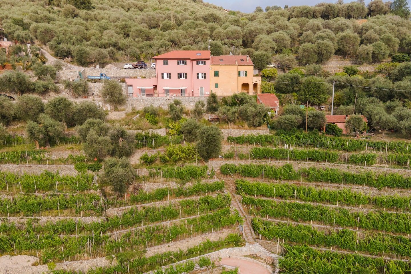 Ulivi e terrazzamenti di vigneto intorno a Ca' Baldo