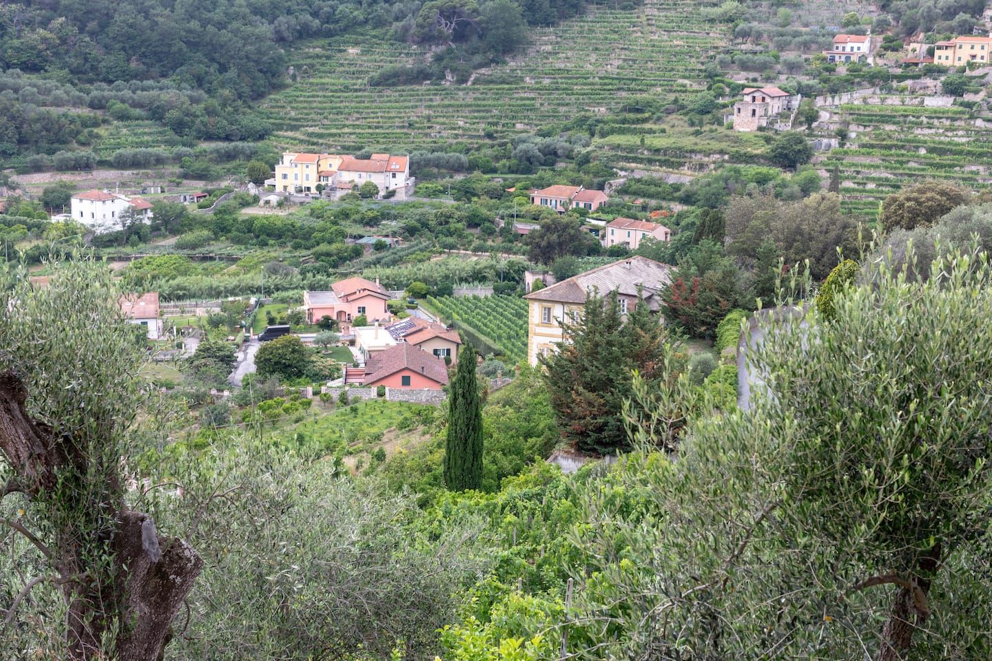 La valle di Finalborgo tra ulivi e vigneti